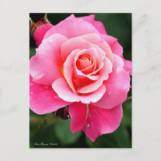 Rosa Princess Chichibu:Postcard ポストカード (正面)