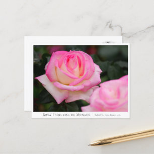 Rosa Princesse de Monaco ポストカード