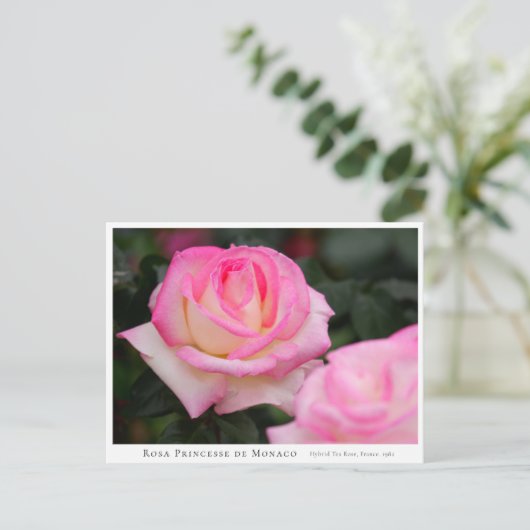 Rosa Princesse de Monaco ポストカード (スタンド正面)