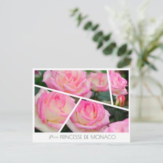 Rosa Princesse de Monaco ポストカード (スタンド正面)