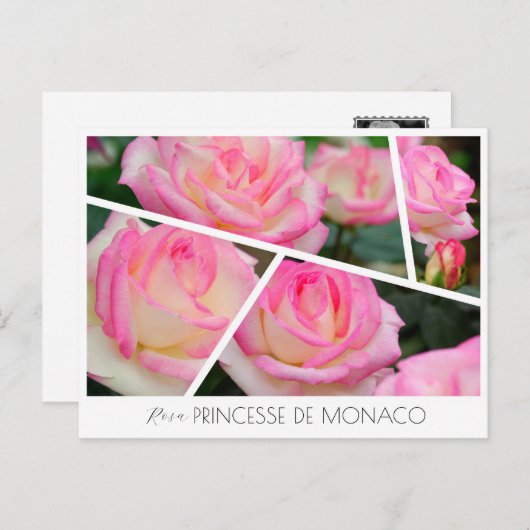 Rosa Princesse de Monaco ポストカード (正面/裏面)