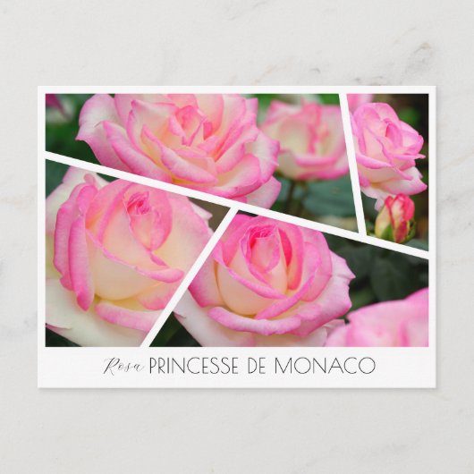 Rosa Princesse de Monaco ポストカード (正面)