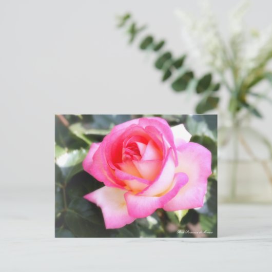 Rosa Princesse de Monaco：Postcard ポストカード (スタンド正面)
