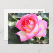 Rosa Princesse de Monaco：Postcard ポストカード (正面/裏面)