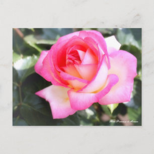 Rosa Princesse de Monaco：Postcard ポストカード