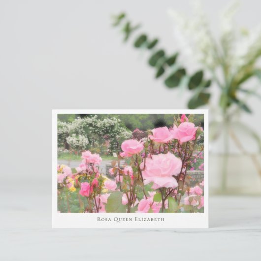 Rosa Queen Elizabeth ポストカード (スタンド正面)