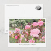 Rosa Queen Elizabeth ポストカード (正面/裏面)