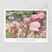 Rosa Queen Elizabeth ポストカード (正面)