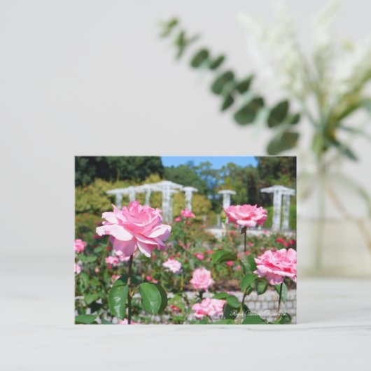 Rosa Queen Elizabeth ポストカード (スタンド正面)