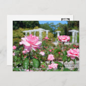 Rosa Queen Elizabeth ポストカード (正面/裏面)