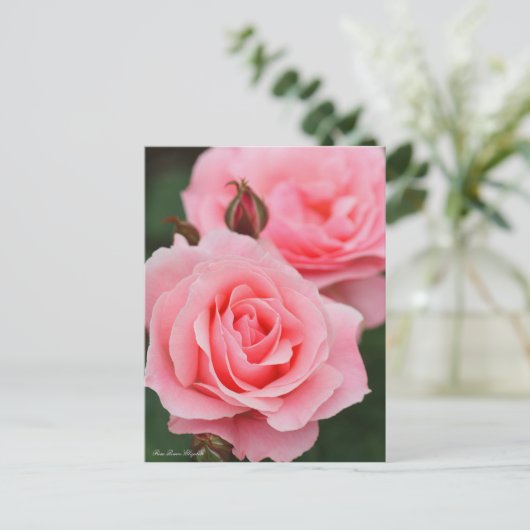 Rosa Queen Elizabeth ポストカード (スタンド正面)