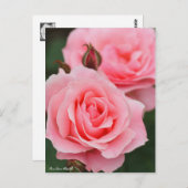 Rosa Queen Elizabeth ポストカード (正面/裏面)