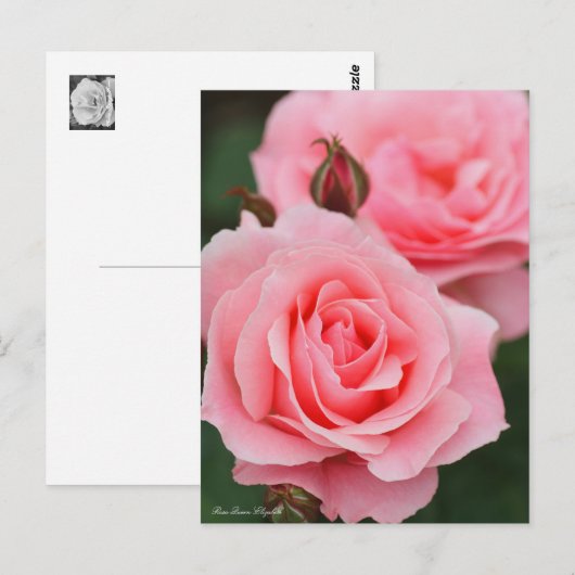 Rosa Queen Elizabeth ポストカード (正面/裏面)