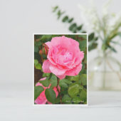 Rosa Queen Elizabeth ポストカード (スタンド正面)