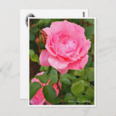 Rosa Queen Elizabeth ポストカード (正面/裏面)