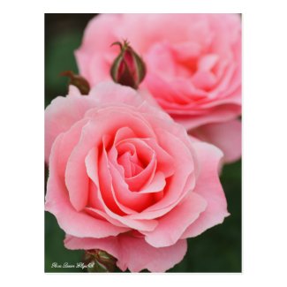 Rosa Queen Elizabeth：Postcard ポストカード