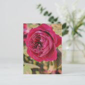 Rosa Rouge Royale [Postcard] ポストカード (スタンド正面)