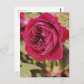 Rosa Rouge Royale [Postcard] ポストカード (正面/裏面)