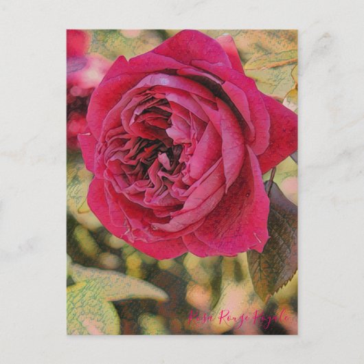 Rosa Rouge Royale [Postcard] ポストカード (正面)