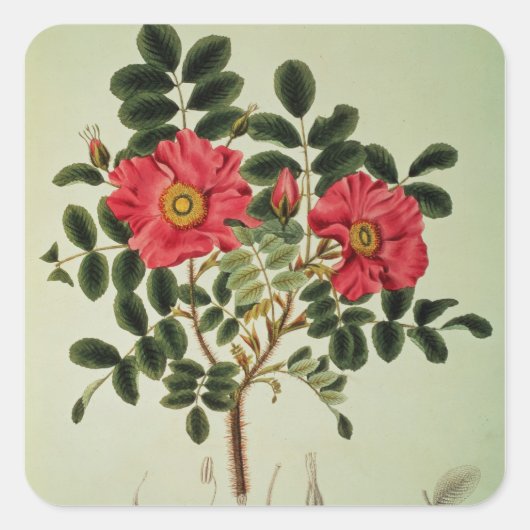 Rosa rugosaの「Flora Japonica」より スクエアシール (正面)