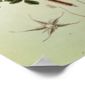 Rosa rugosaの「Flora Japonica」より ポスター (角)