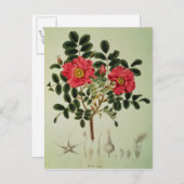 Rosa rugosaの「Flora Japonica」より ポストカード (正面/裏面)