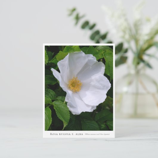 Rosa rugosa ポストカード (スタンド正面)