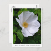 Rosa rugosa ポストカード (正面/裏面)