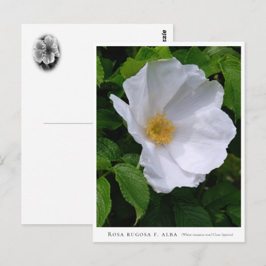 Rosa rugosa ポストカード (正面/裏面)