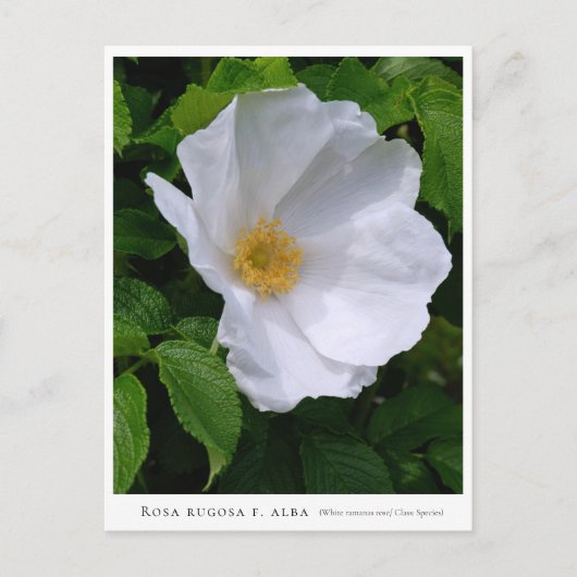 Rosa rugosa ポストカード (正面)