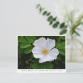 Rosa rugosa ポストカード (スタンド正面)