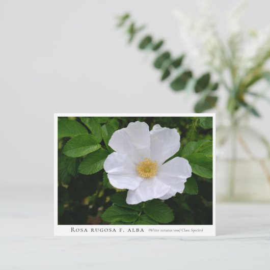 Rosa rugosa ポストカード (スタンド正面)