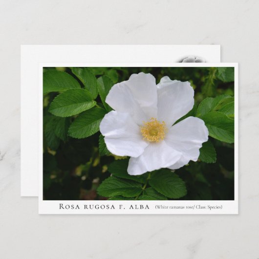 Rosa rugosa ポストカード (正面/裏面)