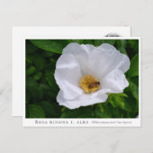 Rosa rugosa ポストカード (正面/裏面)