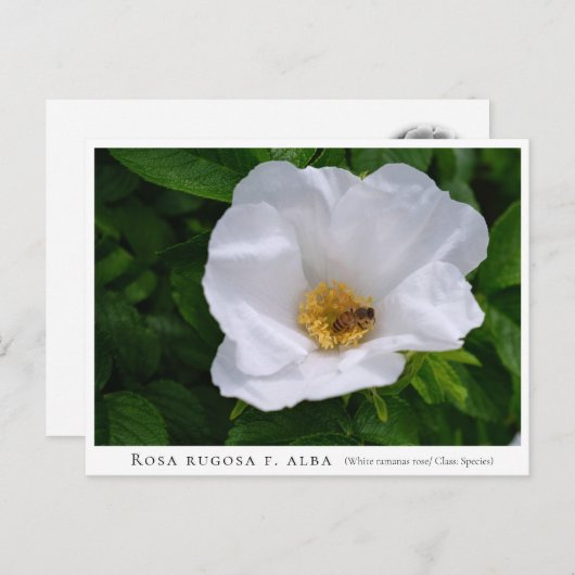 Rosa rugosa ポストカード (正面/裏面)