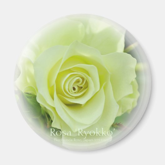 Rosa Ryokko マグネット (正面)
