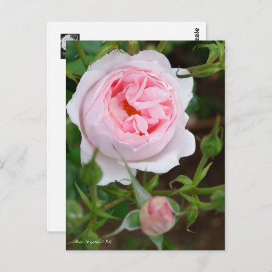 Rosa Scepter'd Isle ポストカード (正面/裏面)