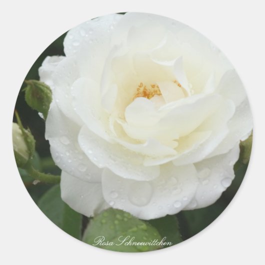 Rosa Schneewittchen ラウンドシール (正面)