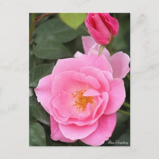 Rosa Simplicity：Postcard ポストカード