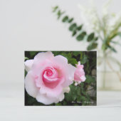 Rosa ‘Soshun’ ポストカード (スタンド正面)