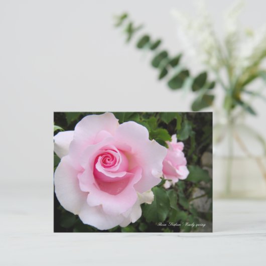 Rosa ‘Soshun’ ポストカード (スタンド正面)