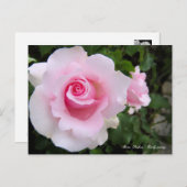 Rosa ‘Soshun’ ポストカード (正面/裏面)