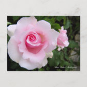 Rosa ‘Soshun’ ポストカード (正面)