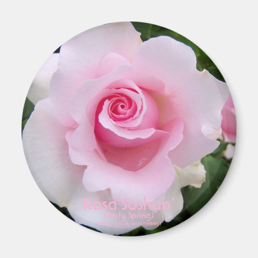 Rosa‘Soshun’:Round Magnet マグネット (正面)