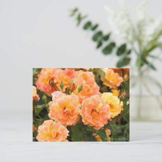 Rosa Souvenir de Anne Frank ポストカード (スタンド正面)