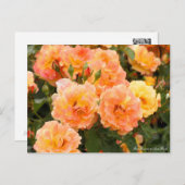 Rosa Souvenir de Anne Frank ポストカード (正面/裏面)