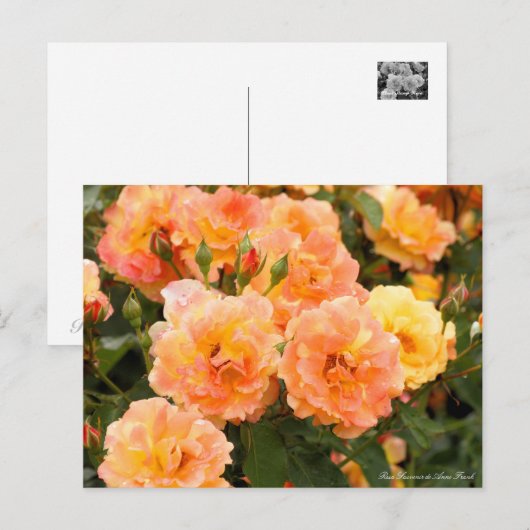 Rosa Souvenir de Anne Frank ポストカード (正面/裏面)