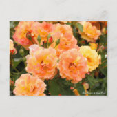 Rosa Souvenir de Anne Frank ポストカード (正面)