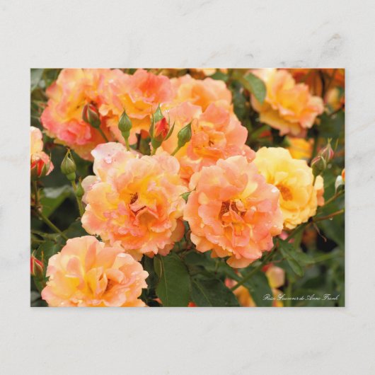 Rosa Souvenir de Anne Frank ポストカード (正面)