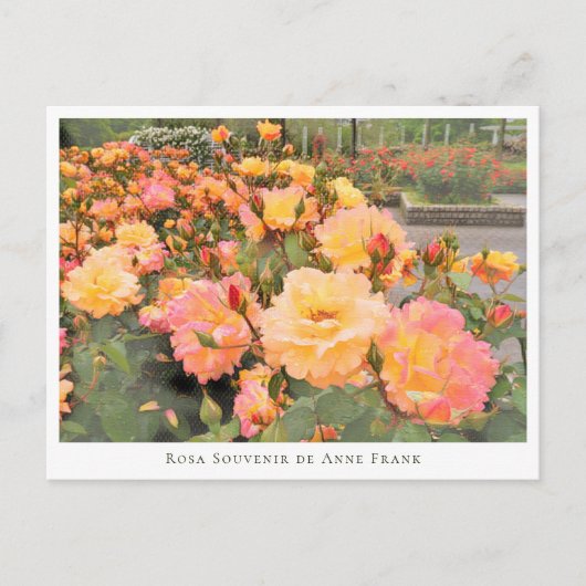 Rosa Souvenir de Anne Frank ポストカード (正面)